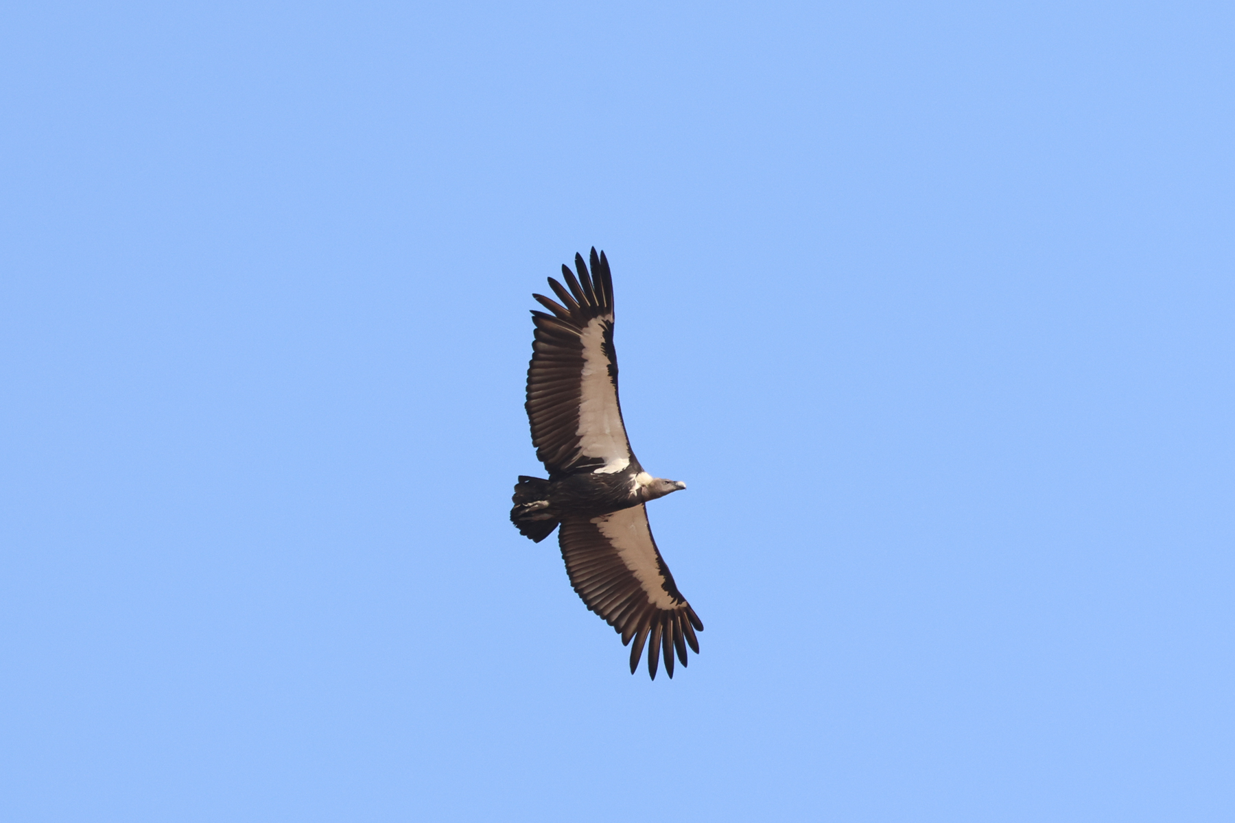 White-rumped Vulture (image by Hannu Jännes)
