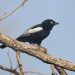 White-shouldered Black Tit (image by Martin Hale)