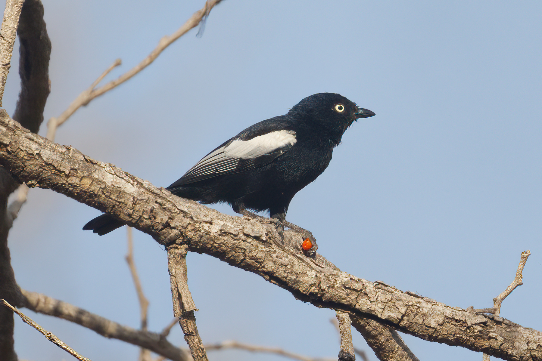 White-shouldered Black Tit (image by Martin Hale)
