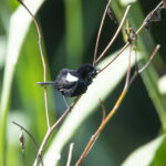 White-shouldered Fairywren (image by Phil Hansbro)