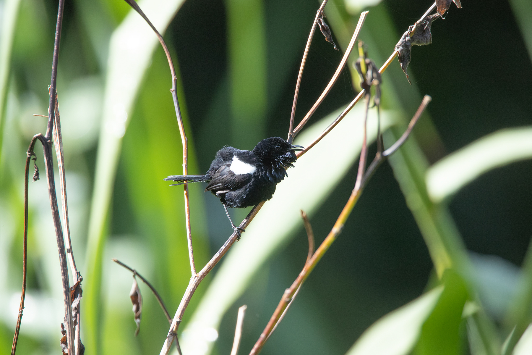 White-shouldered Fairywren (image by Phil Hansbro)