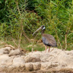 White-shouldered Ibis (image by Lindsey Napton)