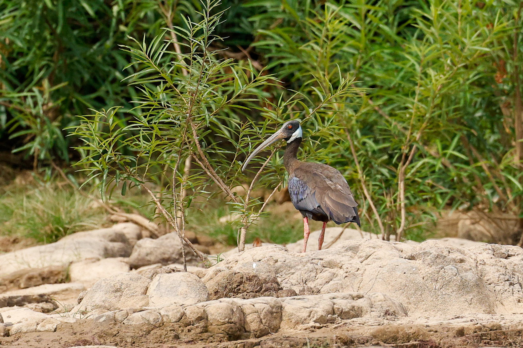 White-shouldered Ibis (image by Lindsey Napton)