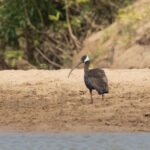 White Shouldered Ibis (image by Vincent van der Spek)