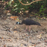 White-shouldered Ibis (image by Vincent van der Spek)