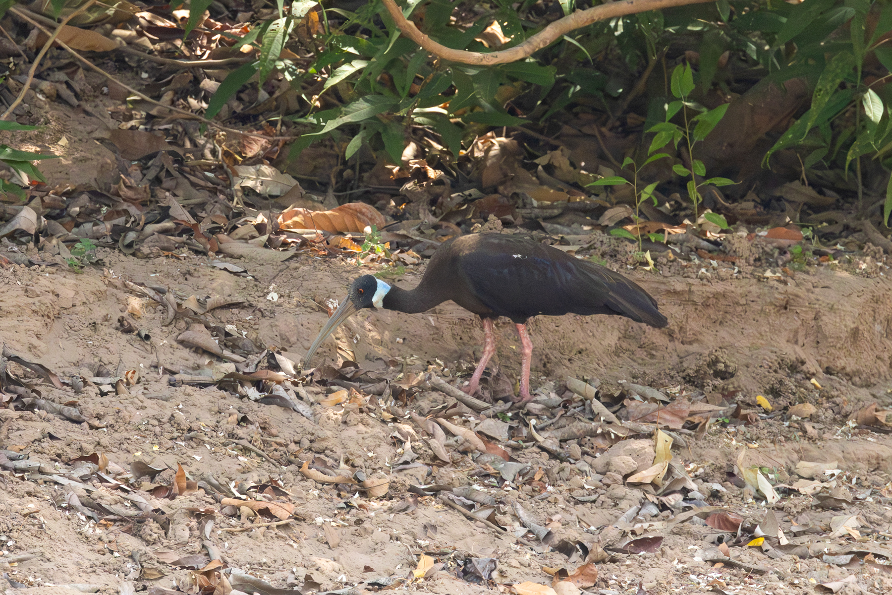 White-shouldered Ibis (image by Vincent van der Spek)
