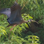 White-shouldered Ibis (image by Vincent van der Spek)