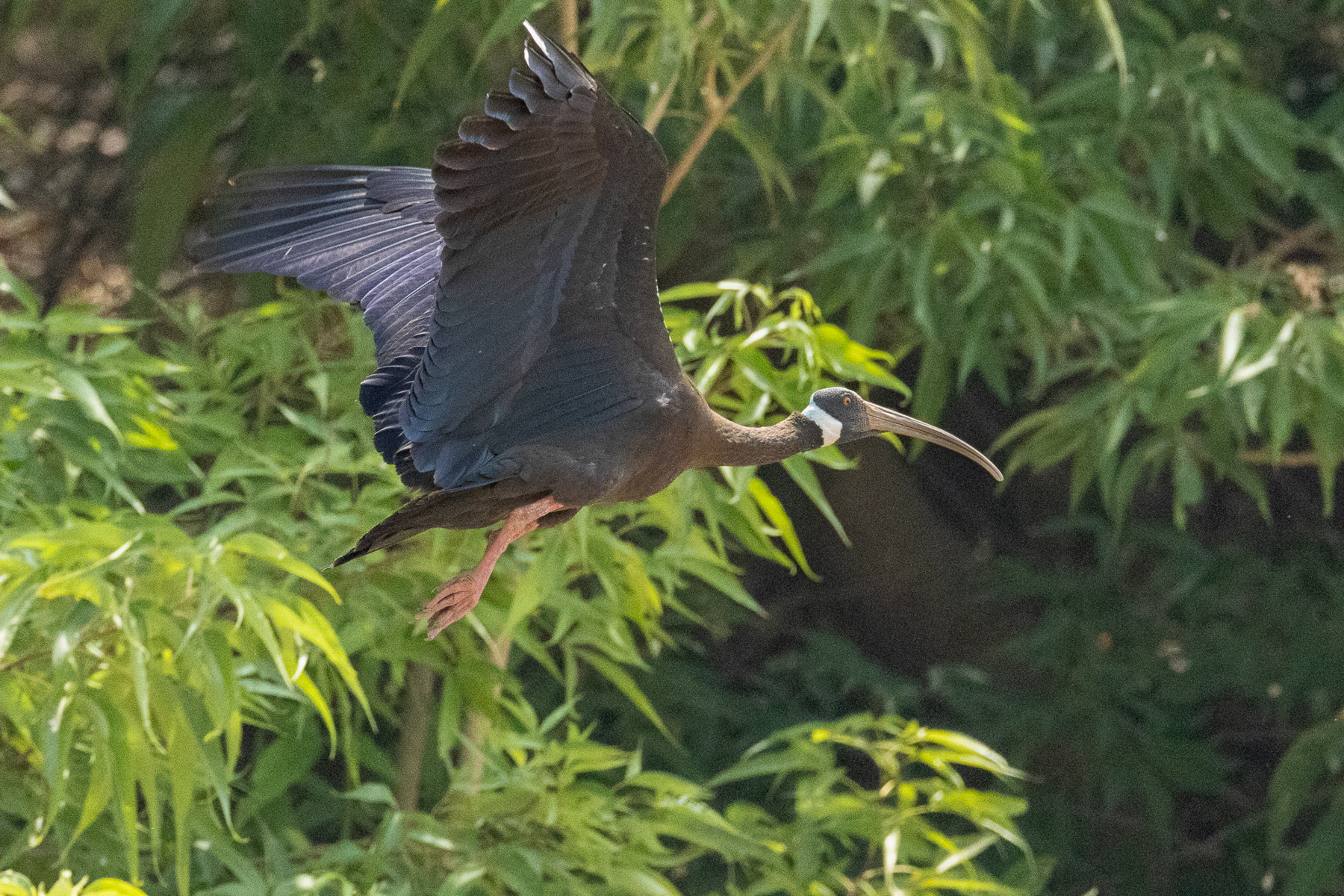 White-shouldered Ibis (image by Vincent van der Spek)