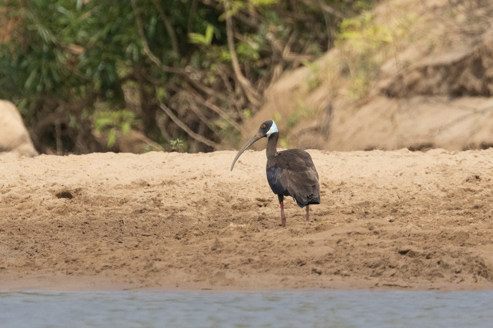 White Shouldered Ibis (image by Vincent van der Spek)