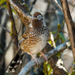 White-speckled Laughingthrush (image by Craig Robson)