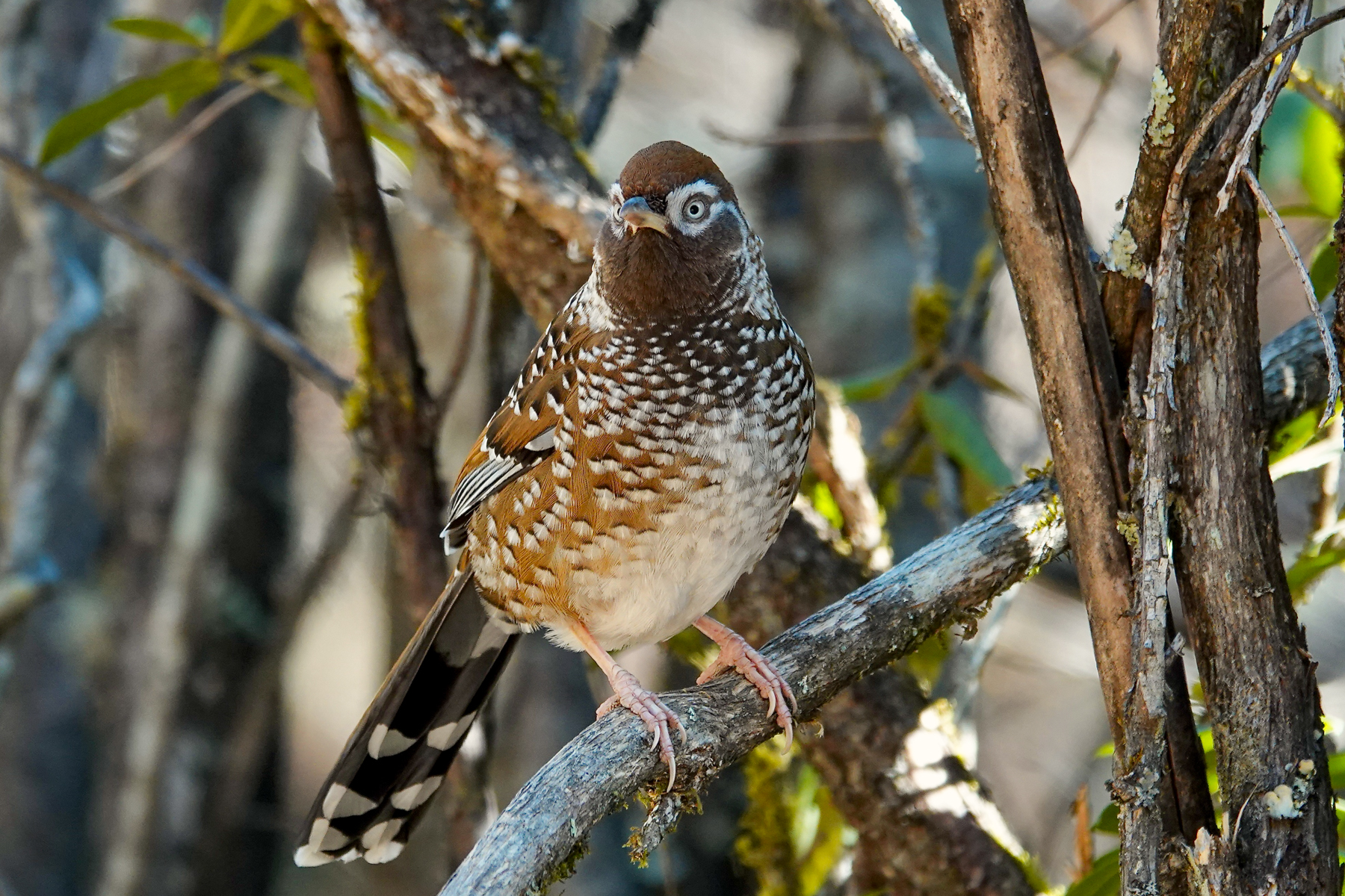 White-speckled Laughingthrush (image by Craig Robson)