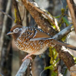 White-speckled Laughingthrush (image by Craig Robson)