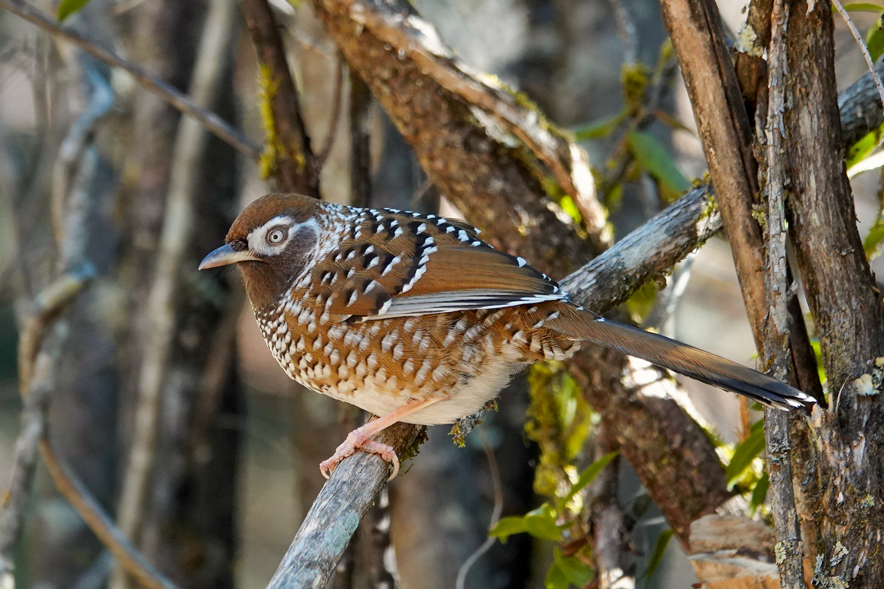 White-speckled Laughingthrush (image by Craig Robson)