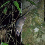 White-tailed Giant Rat (image by Phil Hansbro)