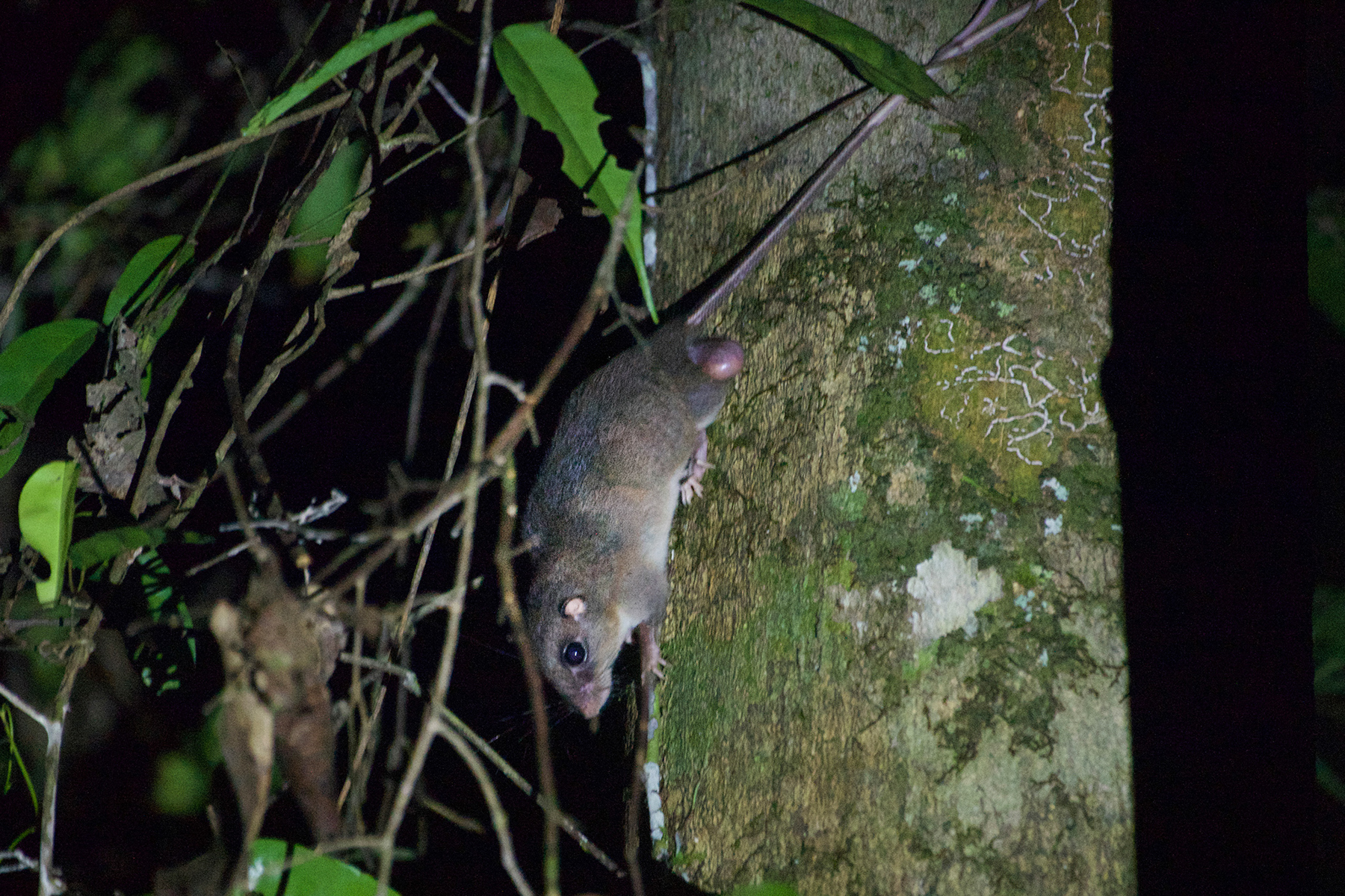 White-tailed Giant Rat (image by Phil Hansbro)