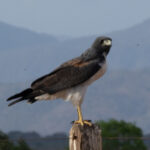 White-tailed Hawk (image by Eustace Barnes)
