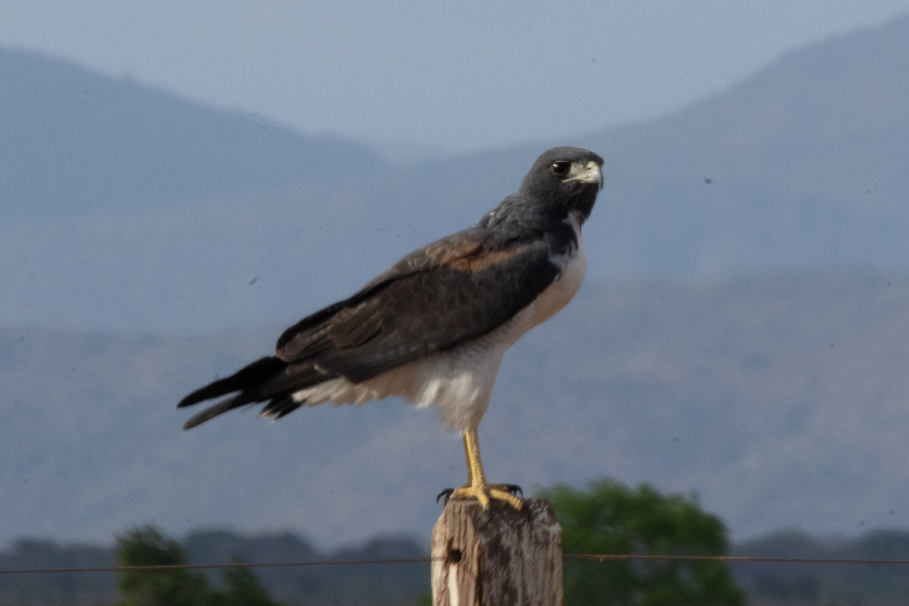 White-tailed Hawk (image by Eustace Barnes)