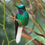White-tailed Starfrontlet (image by Trevor Ellery)