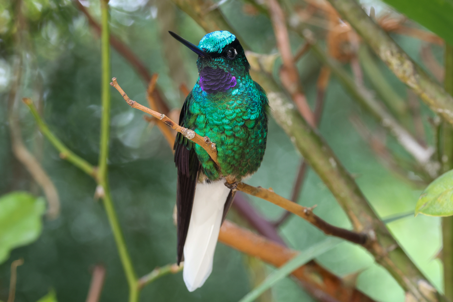 White-tailed Starfrontlet (image by Trevor Ellery)