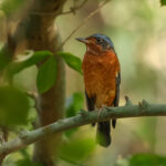 White-throated Rock Thrush (image by Vincent van der Spek)
