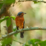 White-throated Rock Thrush (image by Vincent van der Spek)
