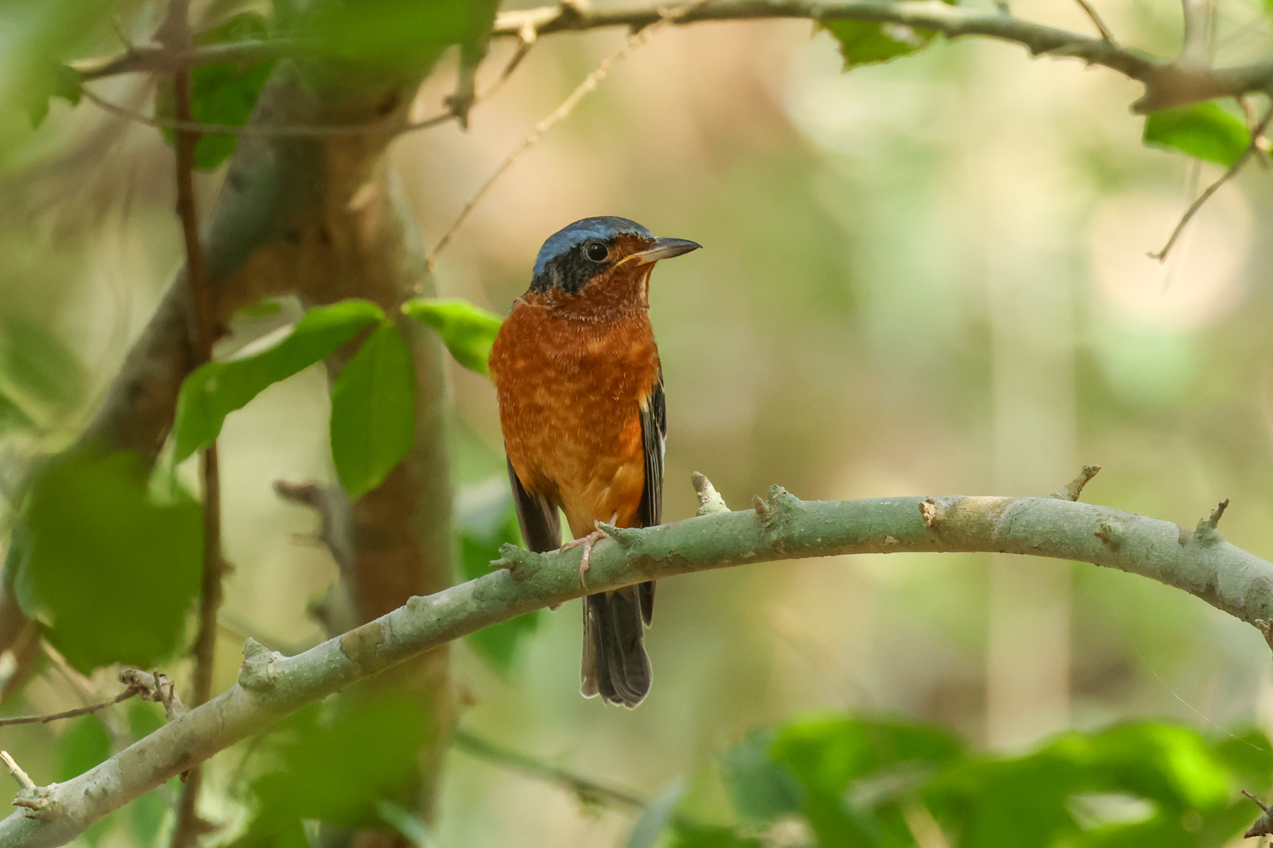 White-throated Rock Thrush (image by Vincent van der Spek)