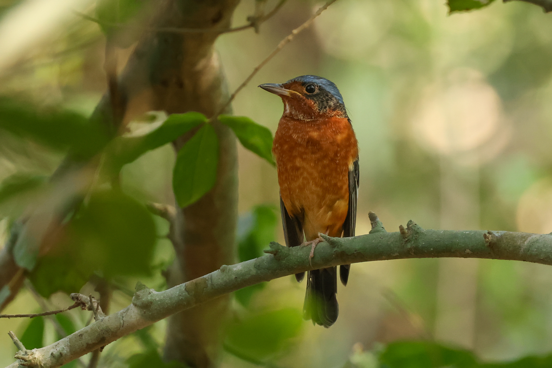 White-throated Rock Thrush (image by Vincent van der Spek)