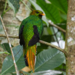 White-tipped Quetzal (image by Trevor Ellery)