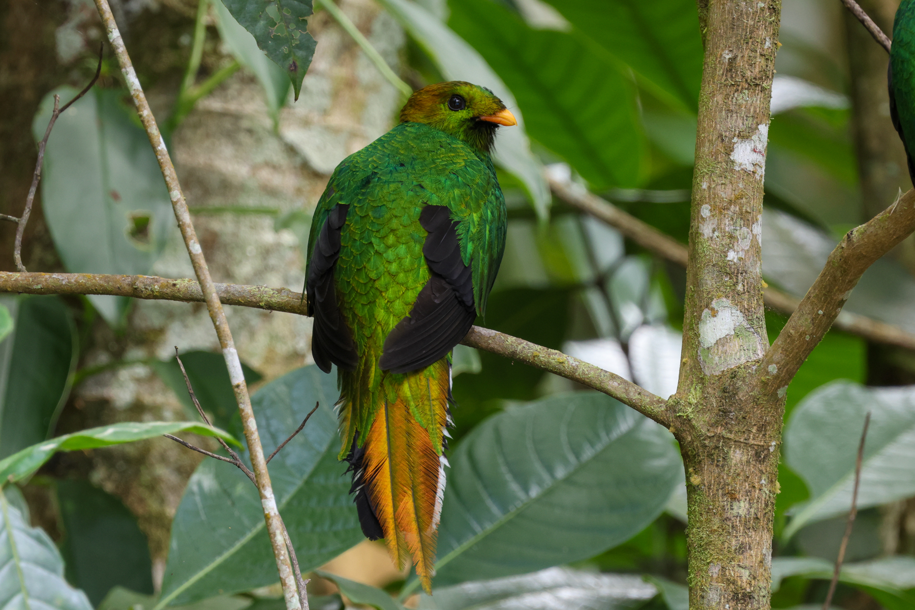 White-tipped Quetzal (image by Trevor Ellery)