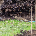 White's Thrush (image by Dave Farrow)