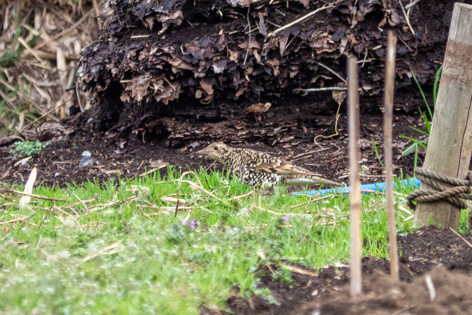 White's Thrush (image by Dave Farrow)