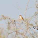 Winding Cisticola (image by Diedert Koppenol)