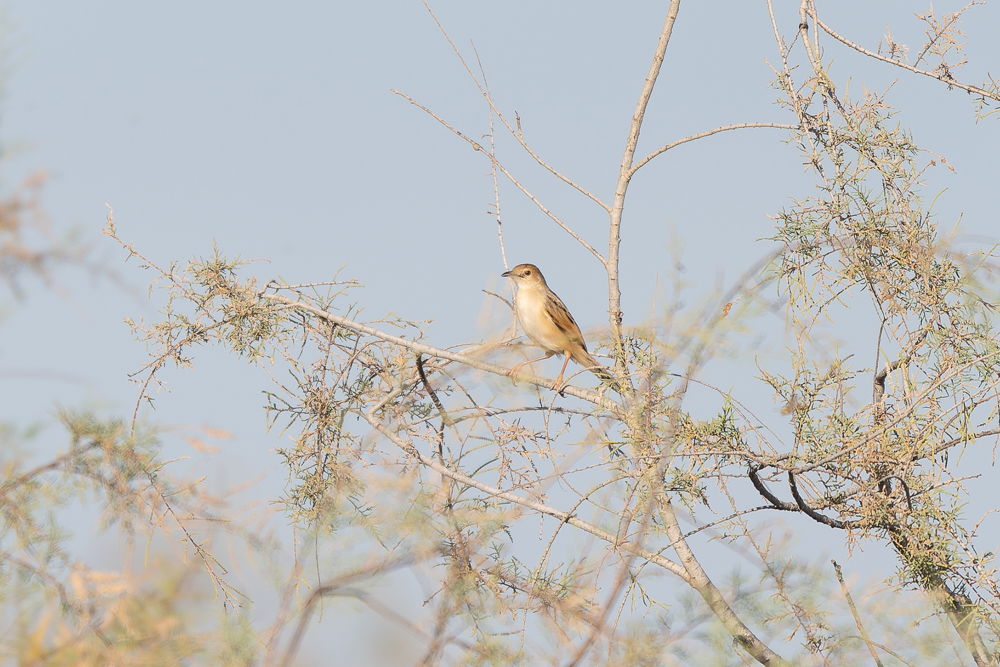 Winding Cisticola (image by Diedert Koppenol)