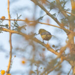 Yellow Penduline Tit (image by Diedert Koppenol)