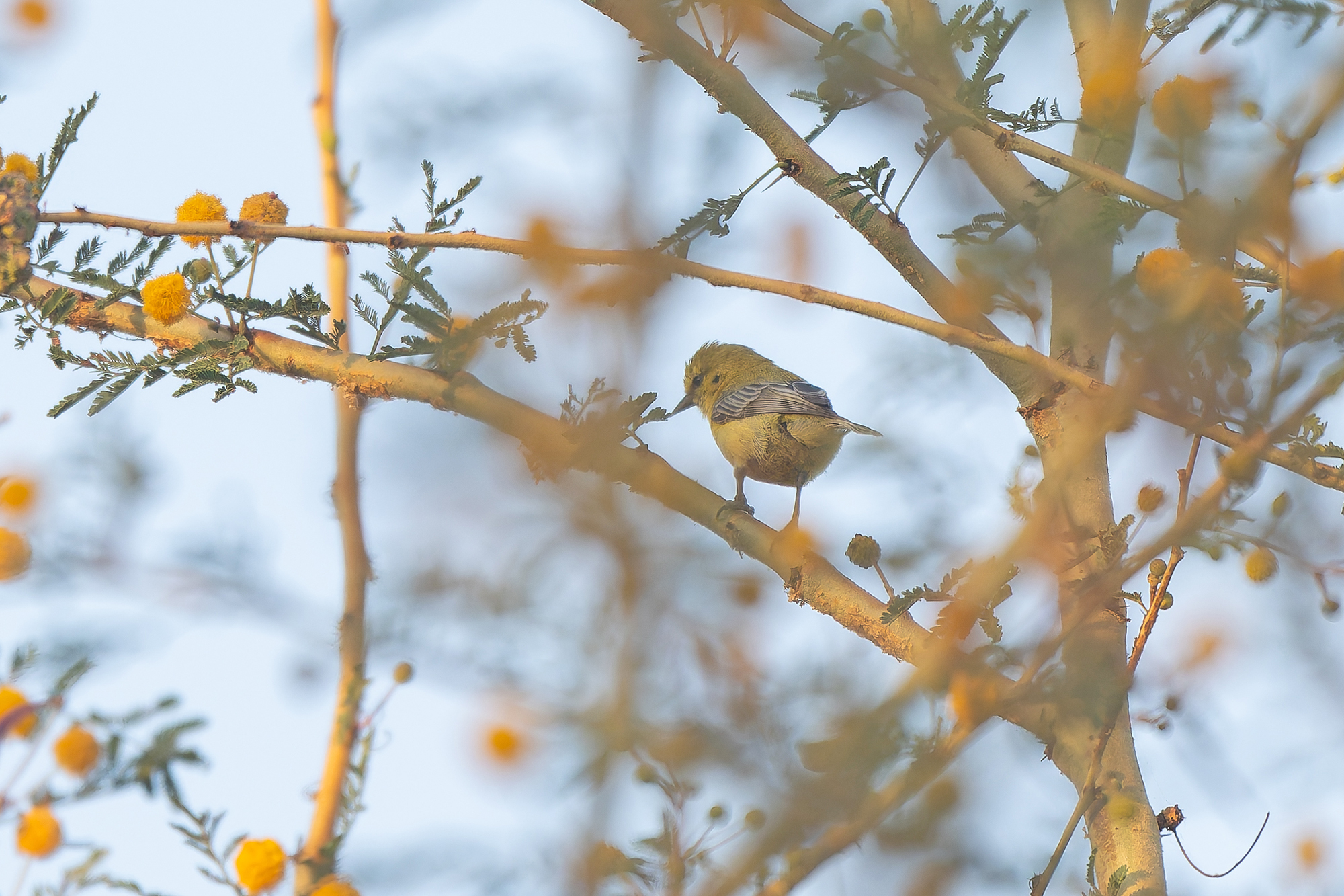 Yellow Penduline Tit (image by Diedert Koppenol)