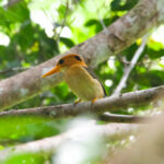 Yellow-billed Kingfisher (image by Phil Hansbro)