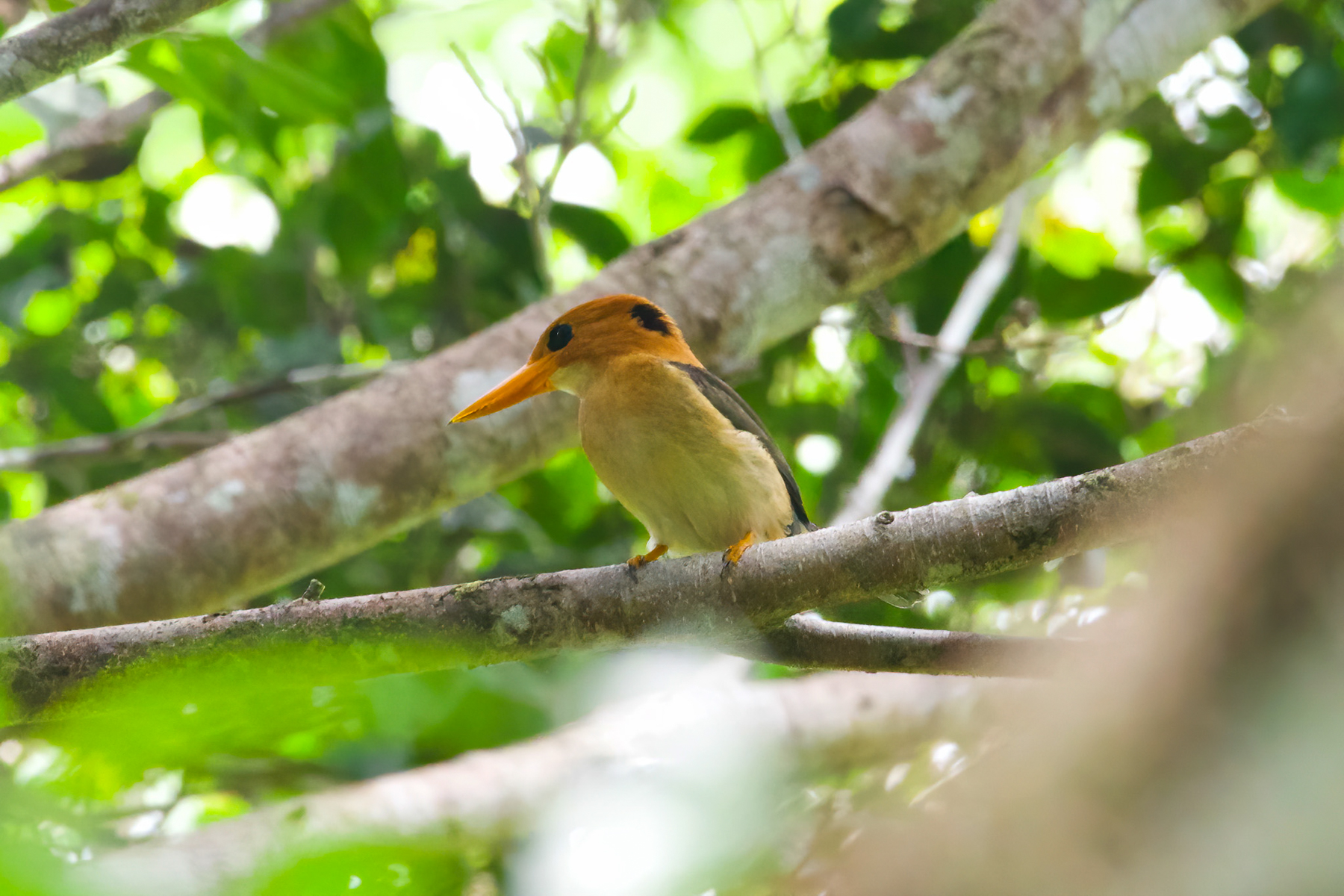 Yellow-billed Kingfisher (image by Phil Hansbro)