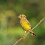 Yellow-breasted Bunting (image by Vincent van der Spek)