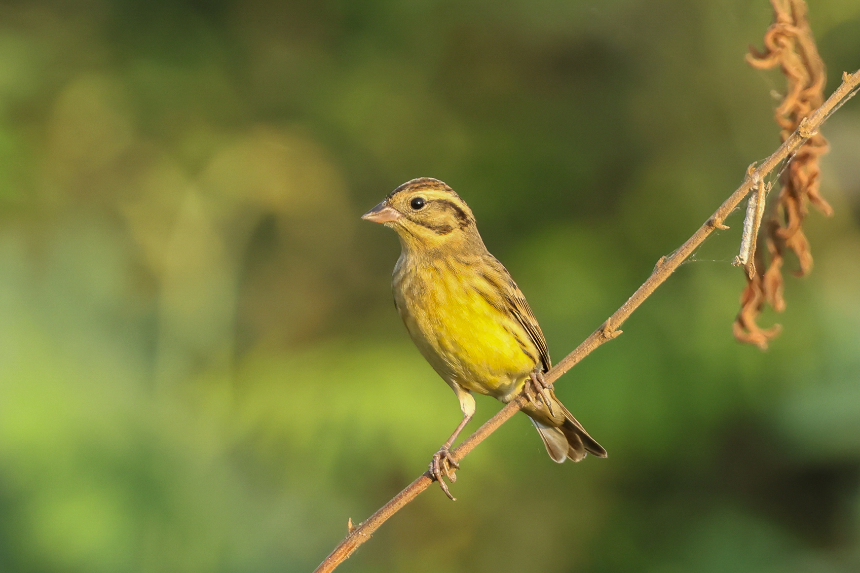 Yellow-breasted Bunting (image by Vincent van der Spek)