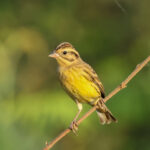 Yellow-breasted Bunting (image by Vincent van der Spek)