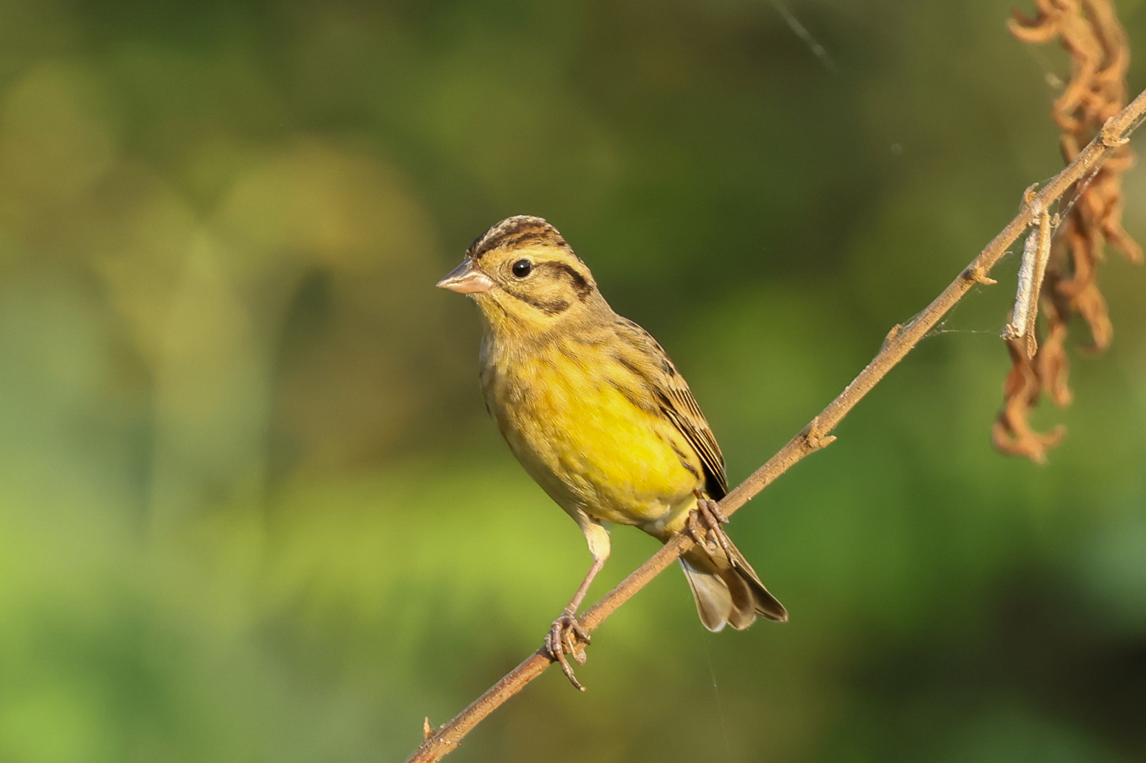 Yellow-breasted Bunting (image by Vincent van der Spek)