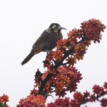 Yellow-browed Melidectes (image by Phil Hansbro)