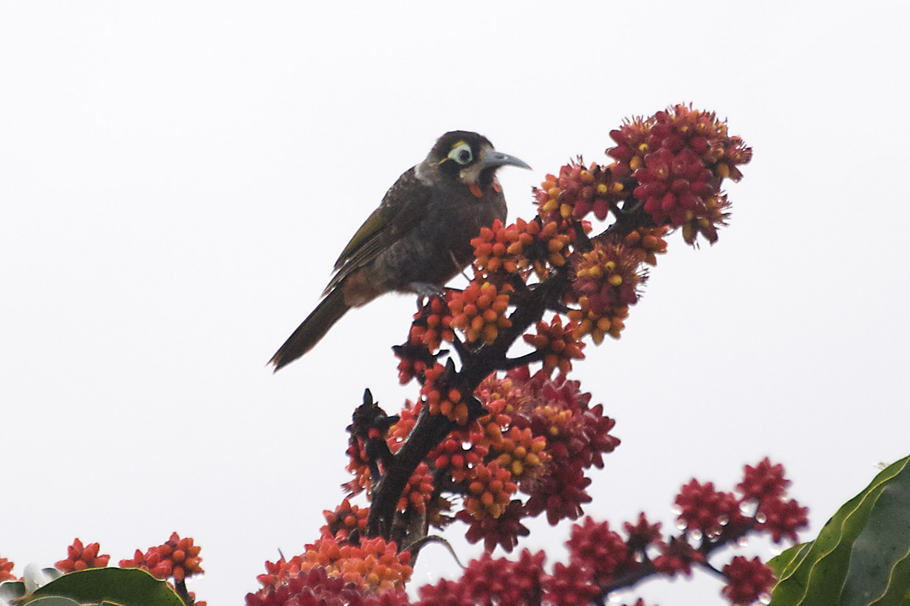 Yellow-browed Melidectes (image by Phil Hansbro)