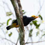 Yellow-faced Myna (image by Phil Hansbro)