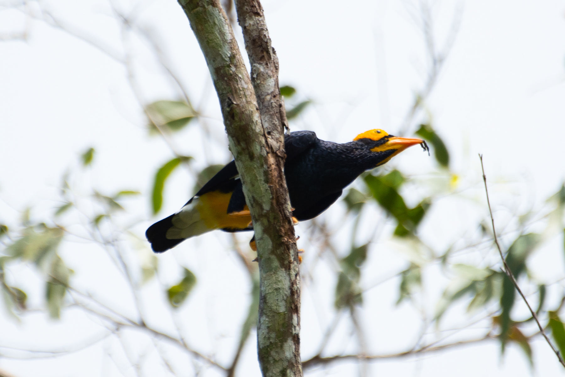 Yellow-faced Myna (image by Phil Hansbro)