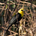 Yellow-hooded Blackbird (image by Eustace Barnes)