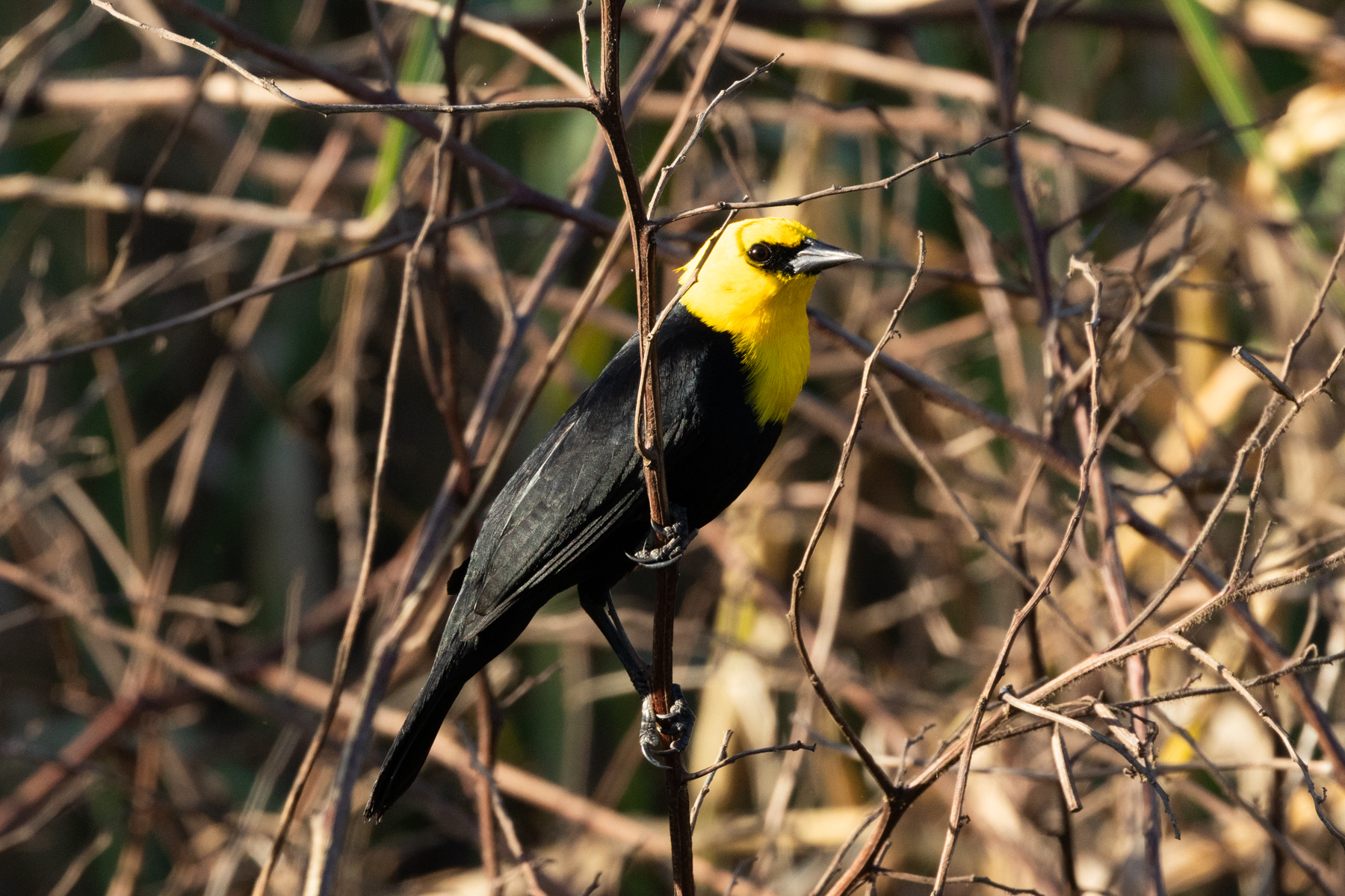 Yellow-hooded Blackbird (image by Eustace Barnes)