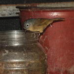Yunnan Fulvetta (image by Craig Robson)