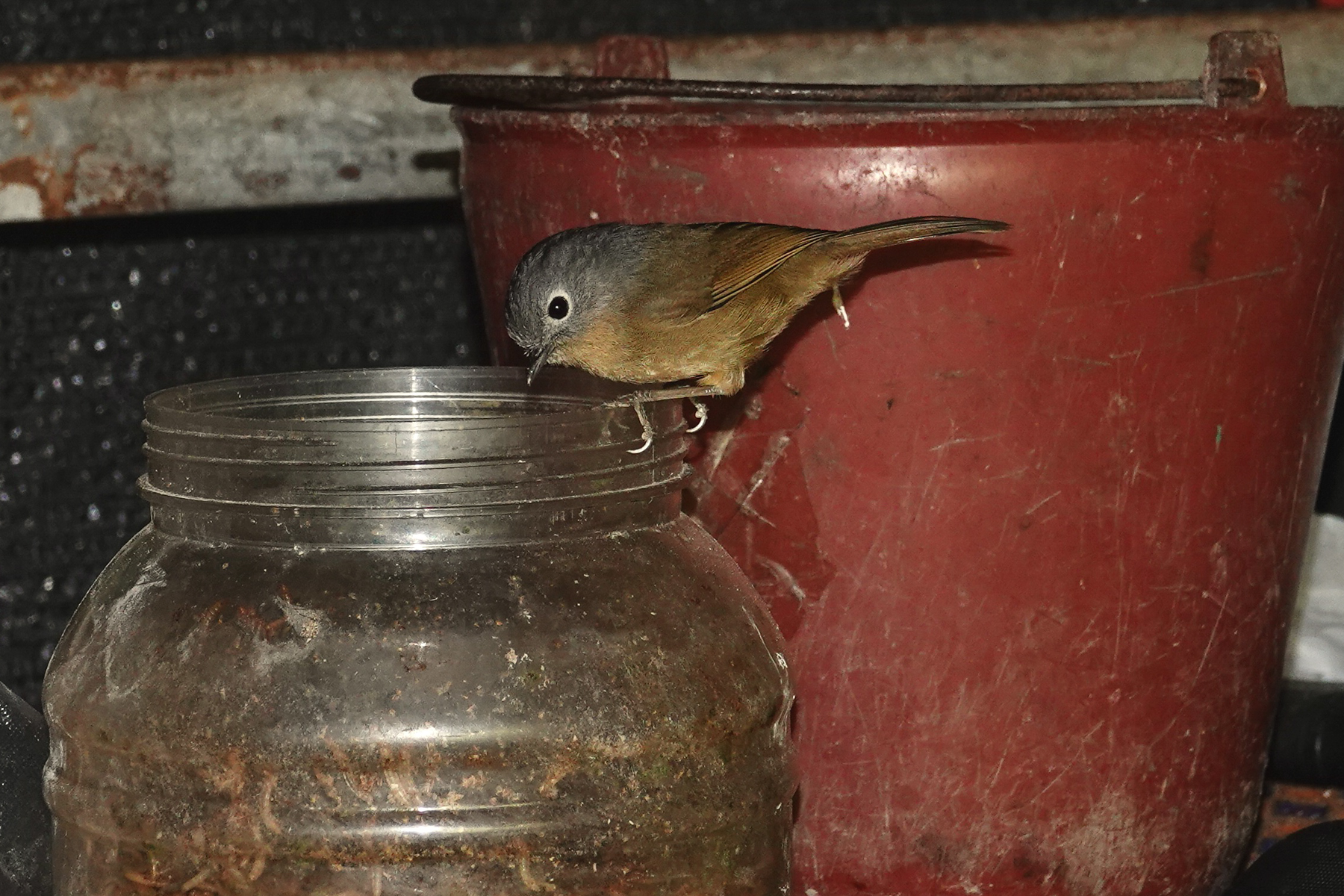 Yunnan Fulvetta (image by Craig Robson)