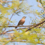 female Black-faced Firefinch (image by Diedert Koppenol)